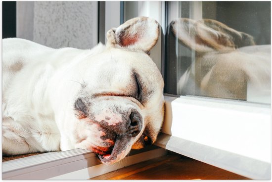 WallClassics - Poster Glossy - Sleeping Dog in the Window Frame - 60x40 cm Photo sur Papier Poster avec Finition Brillante