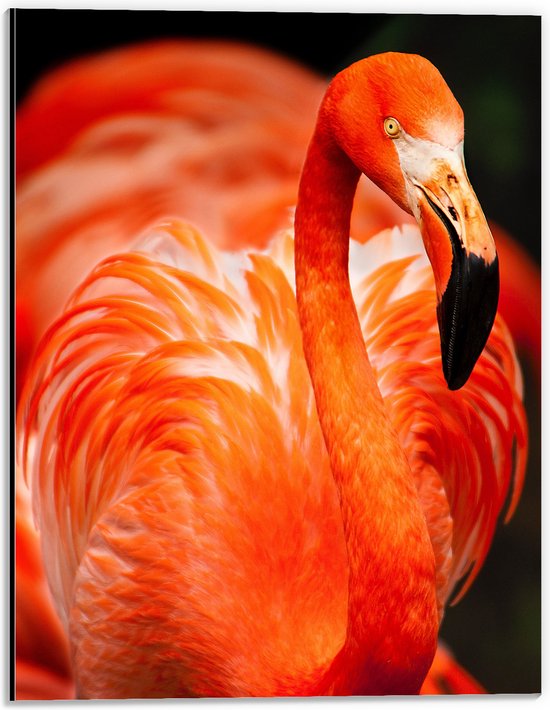 WallClassics - Dibond - Rode Flamingo - 30x40 cm Foto op Aluminium (Wanddecoratie van metaal)