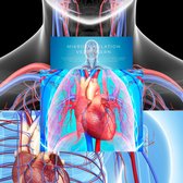 Mikrozirkulation verbessern, das kardiovaskuläre System stärken, Herz-Hirn-Kohärenz fördern