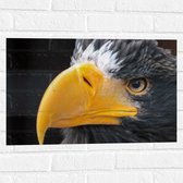 WallClassics - Muursticker - Close-Up Snavel - 60x40 cm Foto op Muursticker