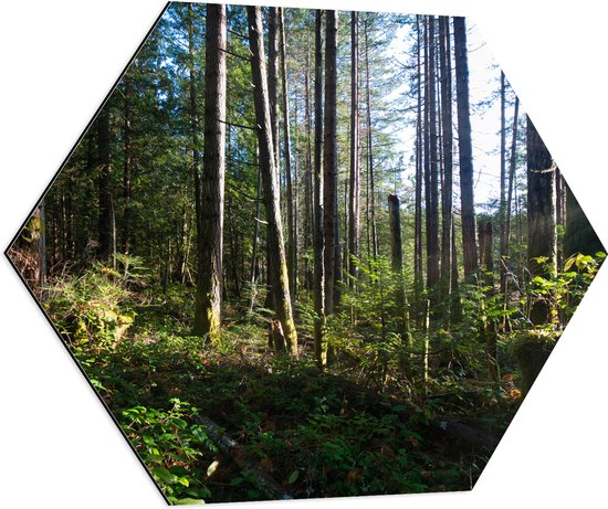 WallClassics - Dibond Hexagon - Bruine Bomen in een Bos - 70x60.9 cm Foto op Hexagon (Met Ophangsysteem)