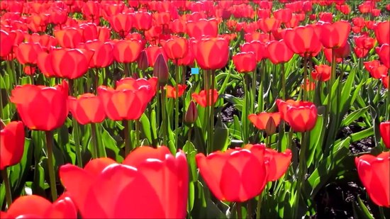 FLWR - Toner / TN-230 / Jaune - Convient pour Brother