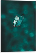 WallClassics - Dibond - Papillon Blauw - Photo sur aluminium 40x60 cm (avec système de suspension)