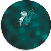 WallClassics - Dibond Muurcirkel - Blauw Vlindertje  - 50x50 cm Foto op Aluminium Muurcirkel (met ophangsysteem)