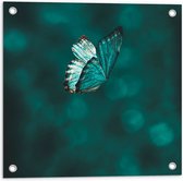 WallClassics - Tuinposter – Blauw Vlindertje  - 50x50 cm Foto op Tuinposter  (wanddecoratie voor buiten en binnen)