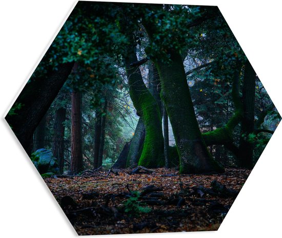 WallClassics - PVC Schuimplaat Hexagon  - Grote Kromme Bomen in het Bos - 50x43.5 cm Foto op Hexagon (Met Ophangsysteem)