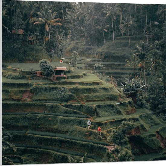 WallClassics - PVC Schuimplaat - Landbouwvelden in Bali - 80x80 cm Foto op PVC Schuimplaat (Met Ophangsysteem)