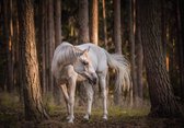 Fotobehangkoning - Behang - Fotobehang - Wit Paard in het Bos - Bomen - Vliesbehang - 152,5 x 104 cm
