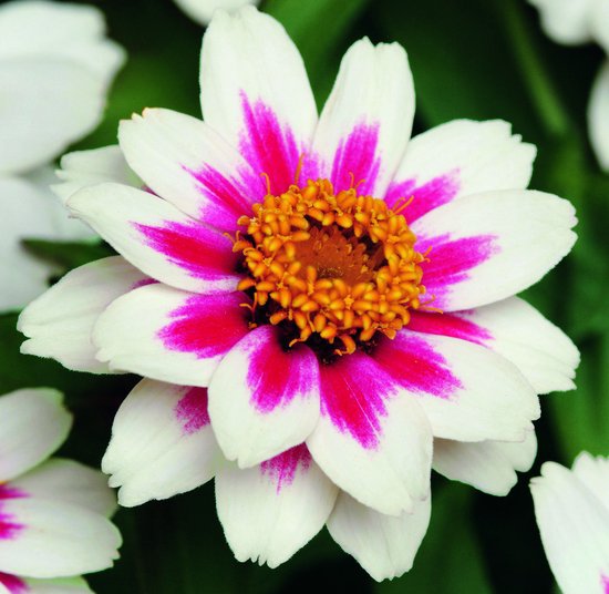 Zinnia x Hybrida Profusion Fire ca 100 zaden