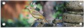 WallClassics - Tuinposter – Gele Tangare Vogel bij een Fontein - 60x20 cm Foto op Tuinposter  (wanddecoratie voor buiten en binnen)
