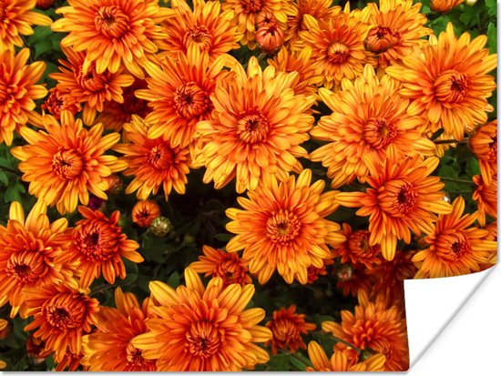 Poster Bloemen - Oranje - Chrysant