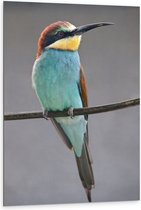 WallClassics - Dibond - Kleurrijke Bijeneter Vogel - 80x120 cm Foto op Aluminium (Met Ophangsysteem)