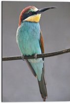 WallClassics - Dibond - Kleurrijke Bijeneter Vogel - 50x75 cm Foto op Aluminium (Met Ophangsysteem)