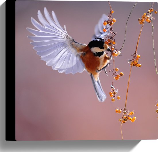WallClassics - Canvas  - Klein Vogeltje Eet Besjes tijdens het Vliegen - 30x30 cm Foto op Canvas Schilderij (Wanddecoratie op Canvas)