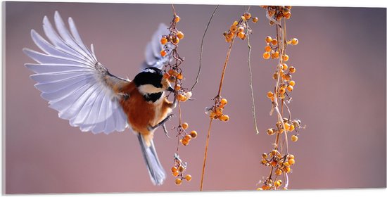 WallClassics - Acrylglas - Klein Vogeltje Eet Besjes tijdens het Vliegen - 100x50 cm Foto op Acrylglas (Wanddecoratie op Acrylaat)