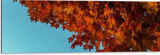 WallClassics - Dibond - Herfstbladeren aan een Boom - 90x30 cm Foto op Aluminium (Met Ophangsysteem)