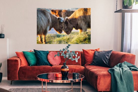 Affiche Highlanders écossais - Animaux - Soleil - 120x80 cm