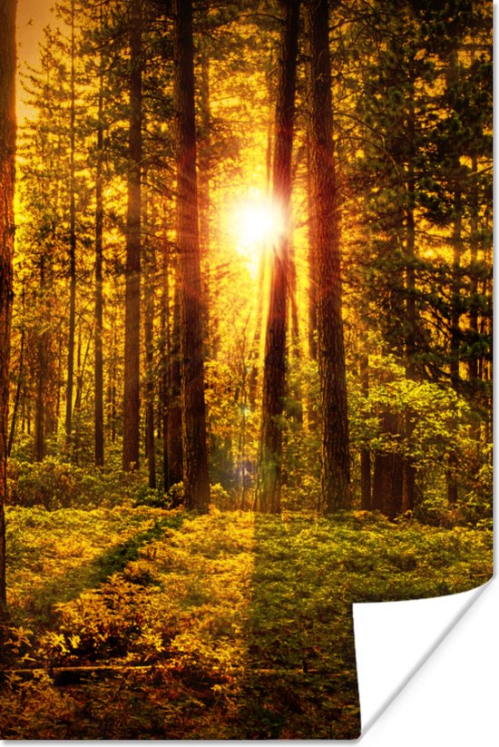 Poster Bos - Zon - Bomen - Natuur - Zonsondergang - 20x30 cm