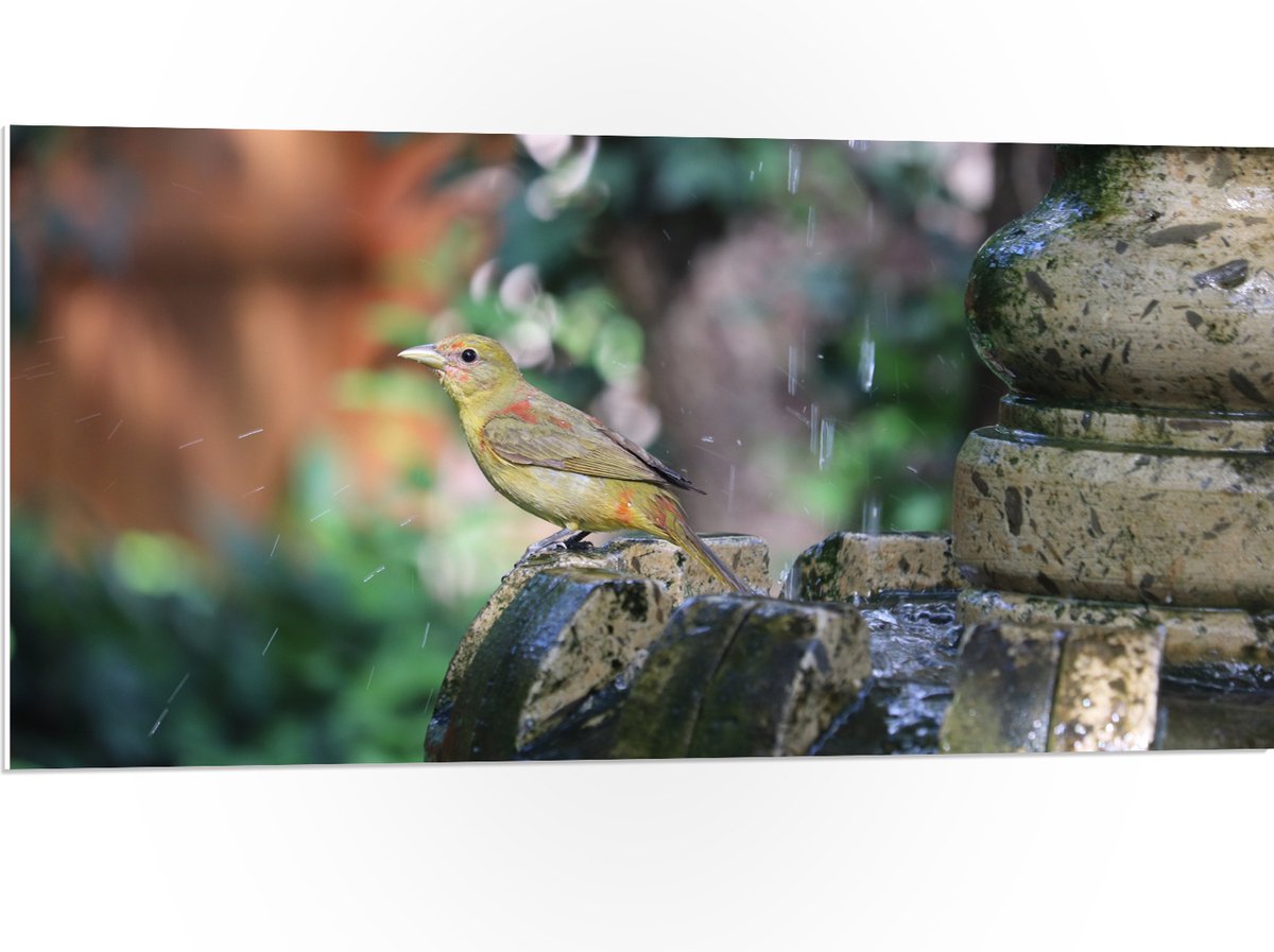 PVC Schuimplaat- Gele Tangare Vogel bij een Fontein - 100x50 cm Foto op PVC Schuimplaat
