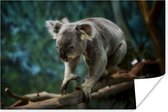 Poster Koala - Boom - Klimmen - Kids - Jongens - Meiden - 60x40 cm