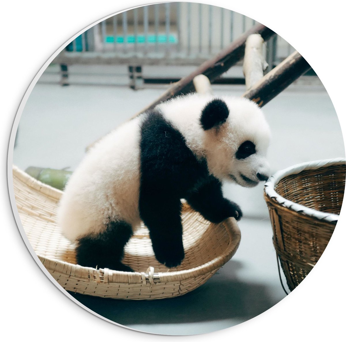 PVC Schuimplaat Muurcirkel - Baby Panda in Verblijf - 20x20 cm Foto op Muurcirkel (met ophangsysteem)