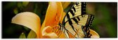 WallClassics - Dibond - Geel met Zwarte Vlinder op een Bloem - 60x20 cm Foto op Aluminium (Wanddecoratie van metaal)