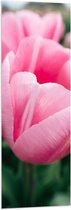 WallClassics - Drapeau - Gros plan sur une Bloem rose - Photo 40x120 cm sur drapeau en polyester