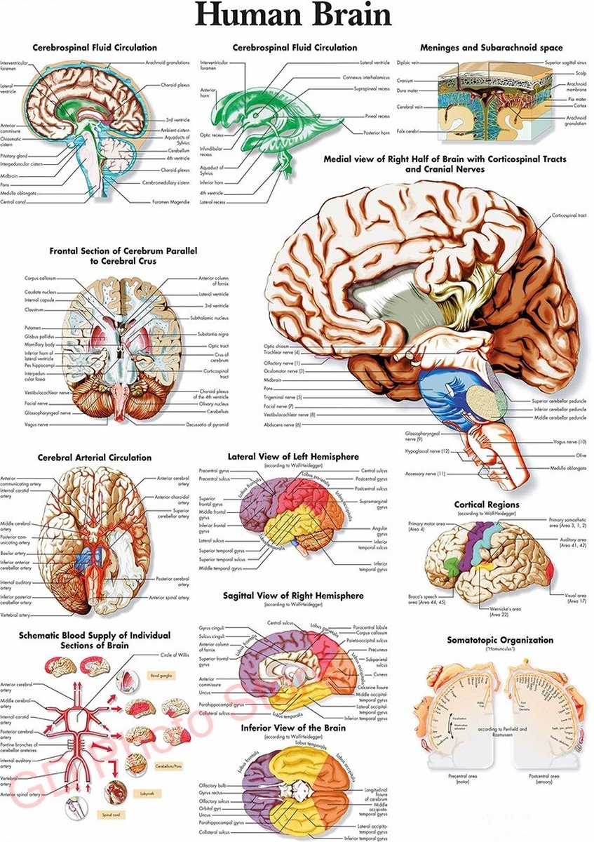 Anatomie Poster - Brain Poster- Hersenen - Ophangsysteem Sticker - 42x30cm