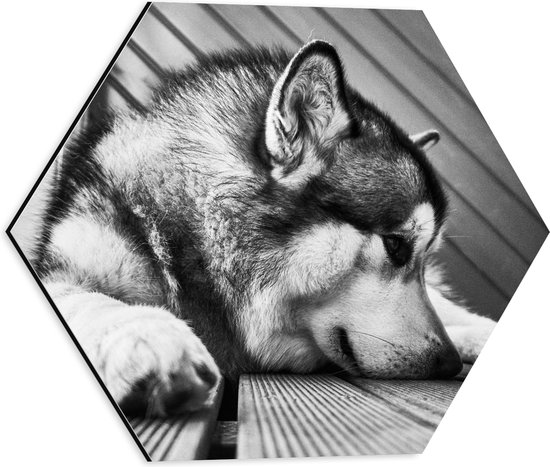 WallClassics - Dibond Hexagon - Alaska Malamute Hond Zwart - Wit - 40x34.8 cm Foto op Hexagon (Met Ophangsysteem)