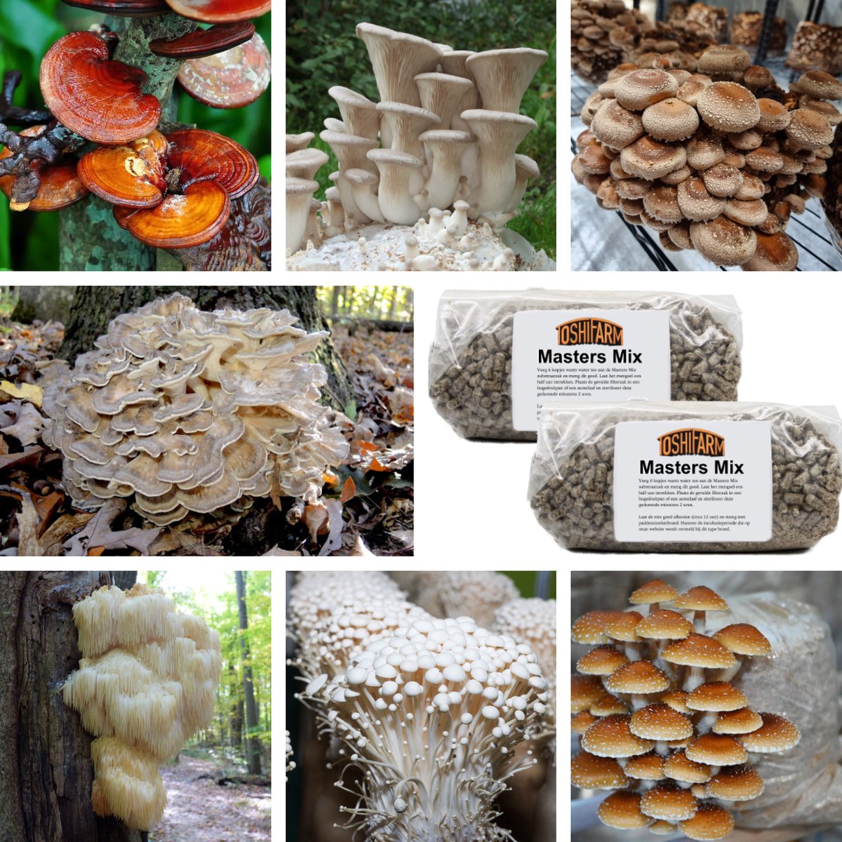 ToshiFarm Health Special Pack - 7 soorten broed voor paddenstoelen - 2 autoclaafzakken met Masters Mix - Startset medicinale paddenstoelen kweken