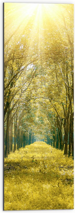WallClassics - Dibond - Rayons de Soleil Lumineux sur Chemin Forestier - Photo 30x90 cm sur Aluminium (Avec Système d'accrochage)
