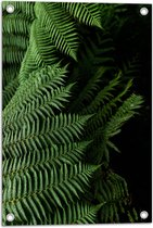 WallClassics - Tuinposter – Close-up Groene Bladeren - 40x60 cm Foto op Tuinposter  (wanddecoratie voor buiten en binnen)