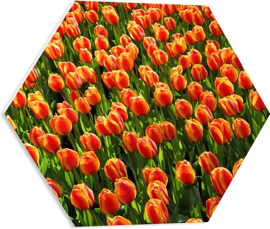 WallClassics - PVC Schuimplaat Hexagon  - Close-Up Oranje Tulpen - 50x43.5 cm Foto op Hexagon (Met Ophangsysteem)