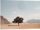 WallClassics - PVC Schuimplaat- Eenzame Boom in Woestijn - 80x60 cm Foto op PVC Schuimplaat