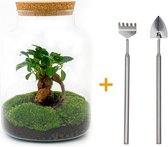 Terrarium - Milky bonsai - ↑ 31 cm - Ecosysteem plant - Kamerplanten - DIY planten terrarium - Mini ecosysteem + Hark + Schep