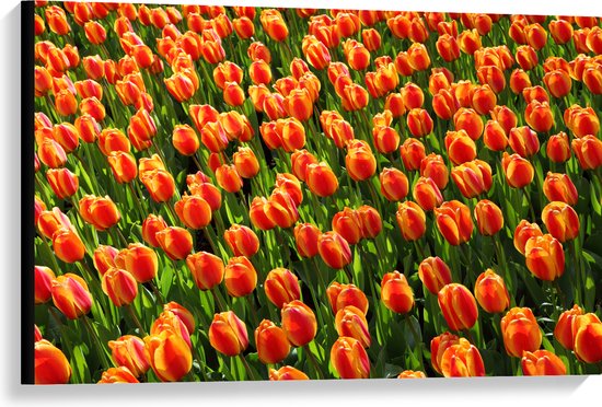 WallClassics - Toile - Tulipes Oranje en gros plan - 90x60 cm Photo sur toile (Décoration murale sur toile)