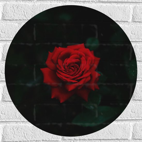 WallClassics - Muursticker Cirkel - Prachtige Rode Roos - 50x50 cm Foto op Muursticker