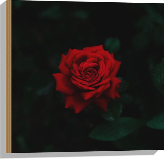 WallClassics - Bois - Belle Rose Rouge - 50x50 cm - 12 mm d'épaisseur - Photo sur Bois (avec système de suspension)
