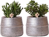 Kolibri Greens | Succulenten set van 2 planten in zilveren groove sierpotten - keramiek potmaat Ø9cm