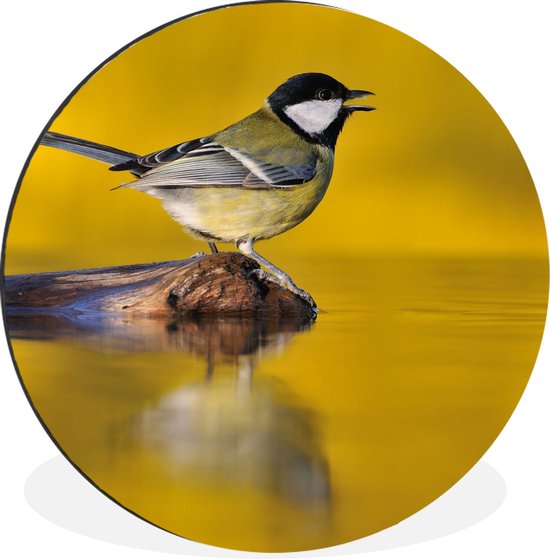 WallCircle - Cercle Mural - Cercle Mural - Mésange Vogel - Water - Aluminium - Dibond - 60x60 cm - Intérieur et Extérieur