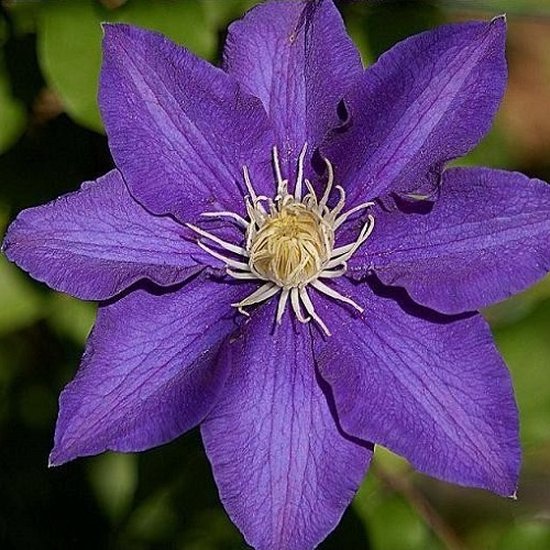 Clematis Rouge Cardinal direct van de kweker