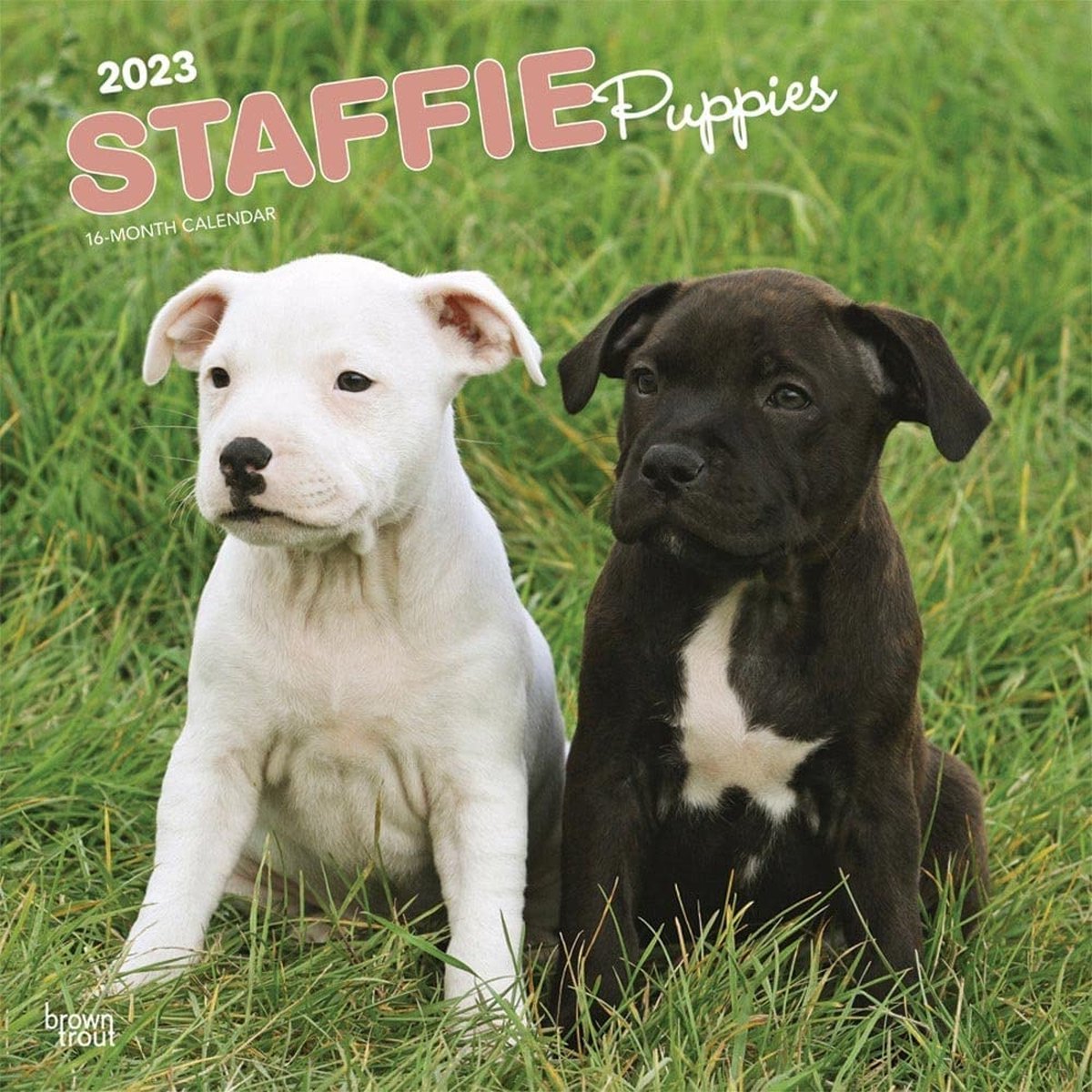 Staffordshire Bull Terrier Kalender 2023 Puppies