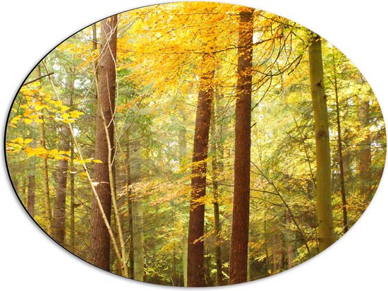 WallClassics - Dibond Ovaal - Fel Gekleurde Bomen in het Bos - 56x42 cm Foto op Ovaal (Met Ophangsysteem)