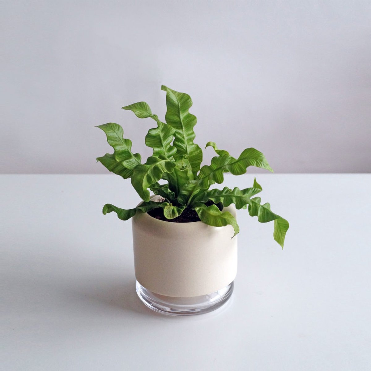 Handgemaakte zelfwaterende plantenpot - bloempot met waterreservoir | Pikaplant Geo h2o | keramiek/glas — cadeau in Wonen & Interieur - foto 7