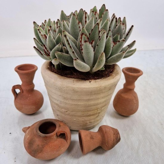 Pandaplant (Kalanchoë Tomentosa)