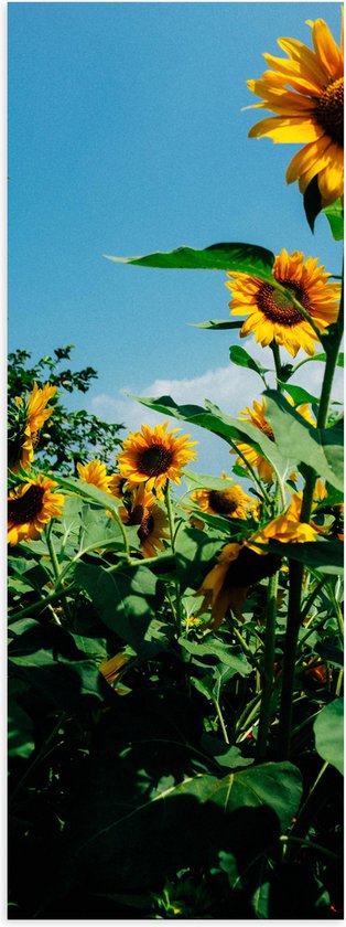 WallClassics - Poster Glossy - Tournesols dans le champ avec ciel radieux - 30x90 cm Photo sur Papier Poster avec Finition Brillante
