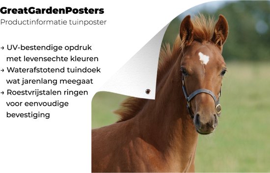 Affiche jardin - Toile Posters de jardin extérieur - Cheval - Animal - Herbe - 90x120 cm - Jardin