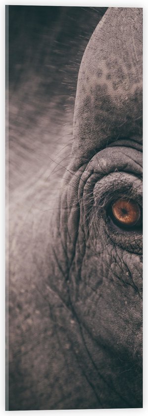 WallClassics - Verre Acrylique - Gros Plan d'un Oeil d'Éléphant - Photo 20x60 cm sur Verre Acrylique (avec système de suspension)
