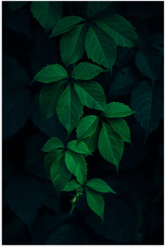 WallClassics - Poster (Matte) - Brindille étroite avec Feuilles - 40x60 cm Photo sur Papier Poster avec un Aspect Mat