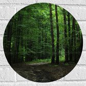 WallClassics - Muursticker Cercle - Sentier pédestre en forêt - 40x40 cm Photo sur Muursticker